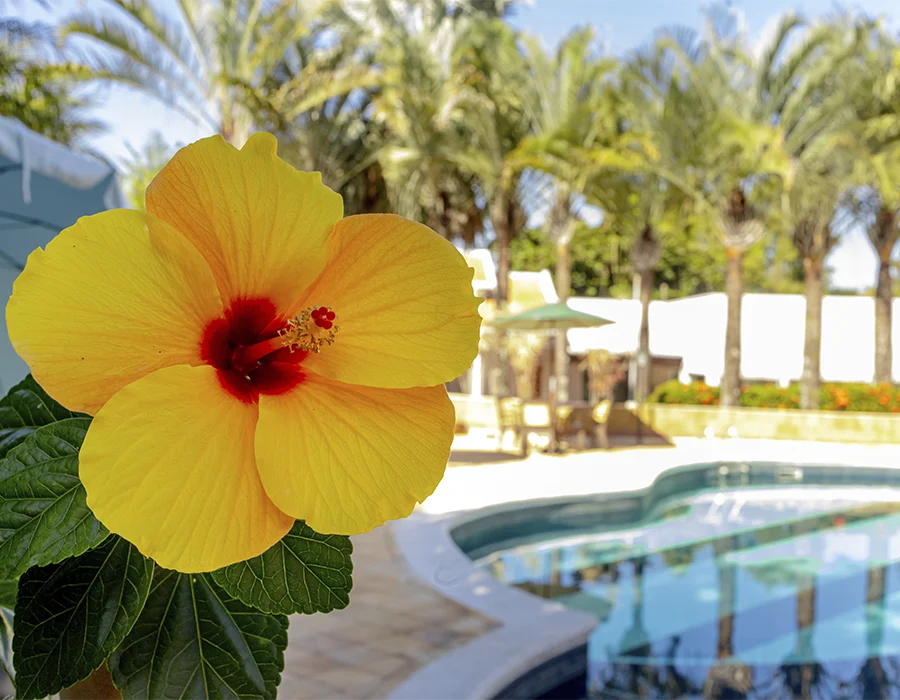 Hotel com Piscina em Holambra