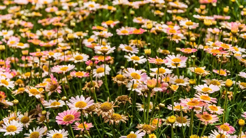 Campos de flores em Holambra encantam com cores e tradição