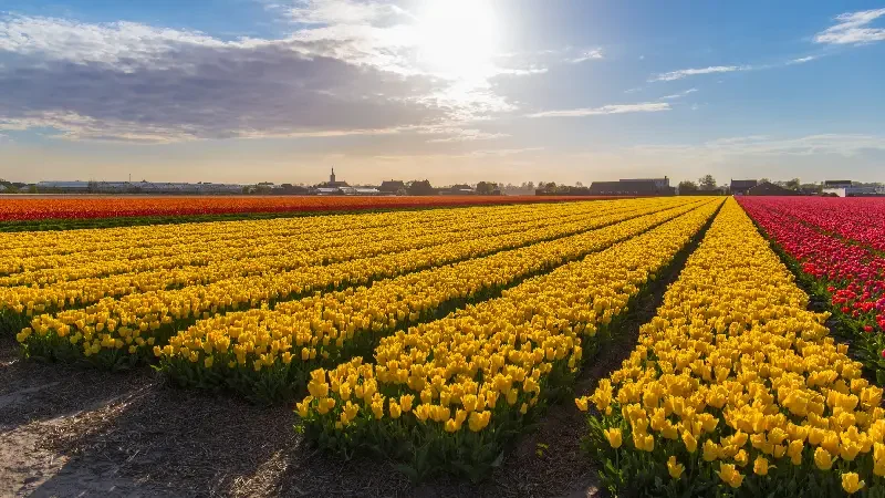 Corpus Christi em Holambra campos de flores, gastronomia e momentos de descanso